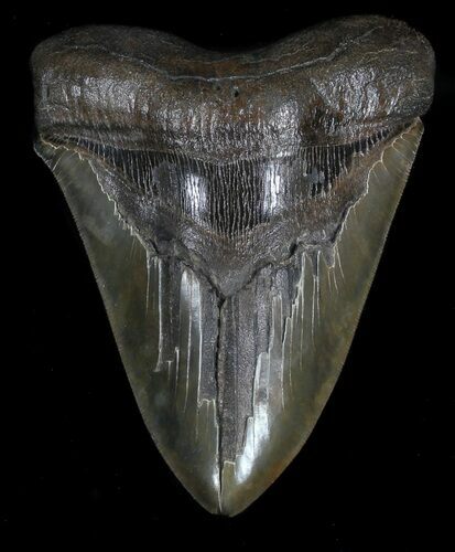 Huge, Serrated Megalodon Tooth - South Carolina #34997